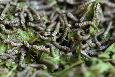 Full frame shot of plant