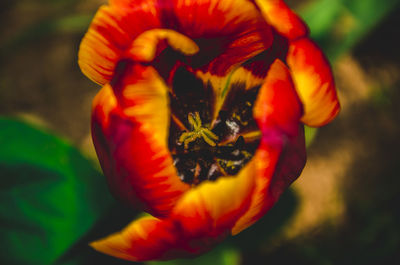 Close-up of red flowering plant