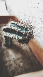 Close-up of insect on glass