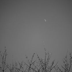 Low angle view of bare trees against sky