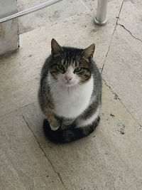 High angle portrait of cat sitting on footpath