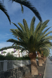 Palm trees by swimming pool in city against sky