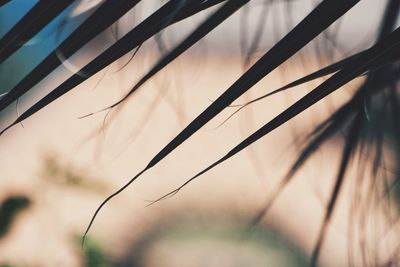 Close-up of plant against blurred background