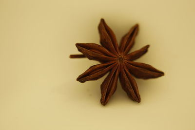 Close-up of fresh orange over white background