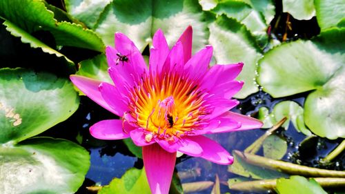 Close-up of pink lotus water lily blooming outdoors