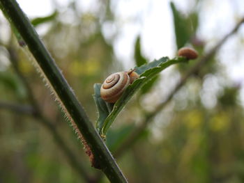 Close-up of snail on plant