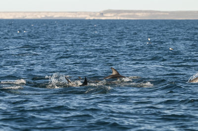 Close-up of swimming in sea