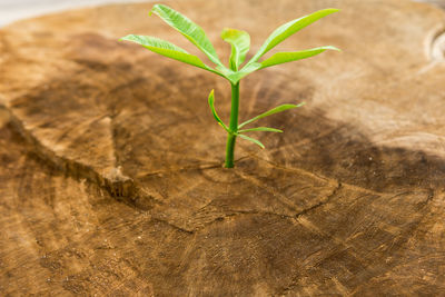 Close-up of small plant