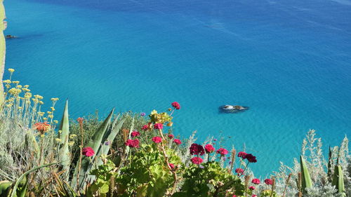 High angle view of plants by sea