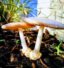 Close-up of mushroom