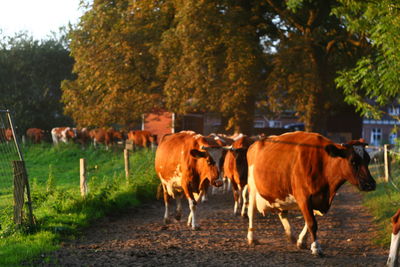 Cows standing on field against trees