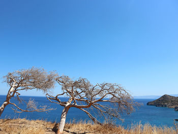 Bare tree against clear blue sky