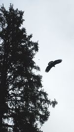 Low angle view of eagle flying against clear sky