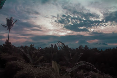 Low angle view of trees against sky during sunset