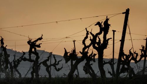 Silhouette people against clear sky at sunset