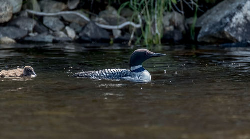 Close-up of duck swimming on lake