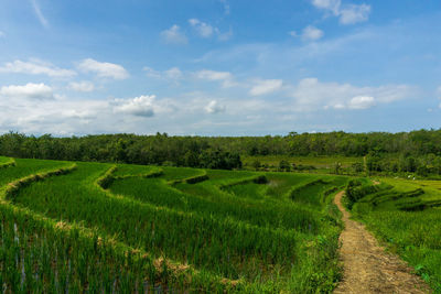 Indonesian landscape with terraced rice fields and green when the sky is blue