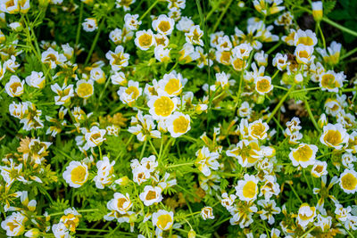 Close-up of white flowering plants