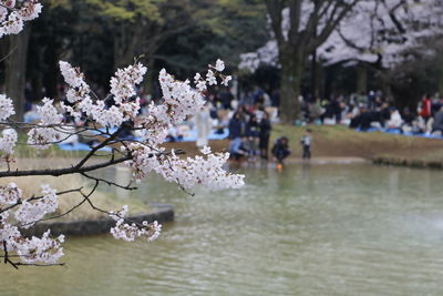 Cherry blossom tree by water