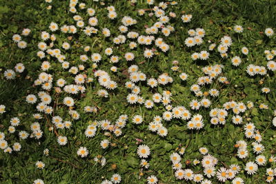 High angle view of flowering plants on field