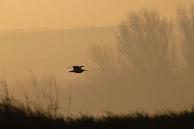 Silhouette bird flying against sky during sunset