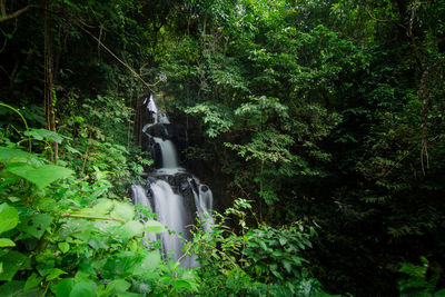 Statue amidst trees in forest