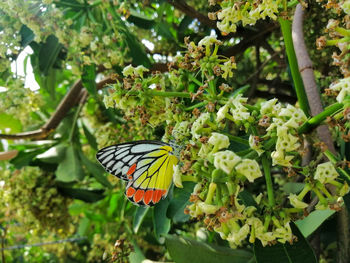 Butterfly on flower