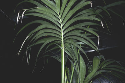 Close-up of plants