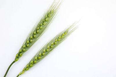 Close-up of wheat against white background