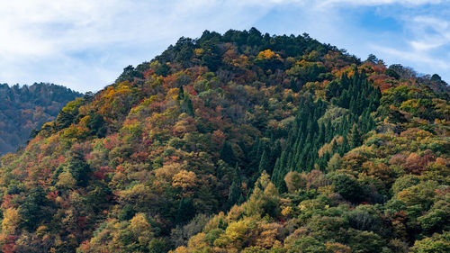 Low angle view of trees on mountain against sky
