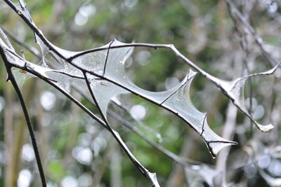 Close-up of frozen plant on branch