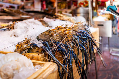 Close-up of seafood in market