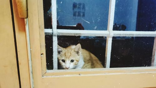 Portrait of a cat seen through window