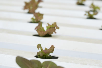 Close-up of plants growing in greenhouse