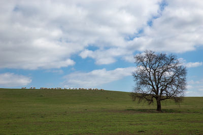 Tree on field against sky