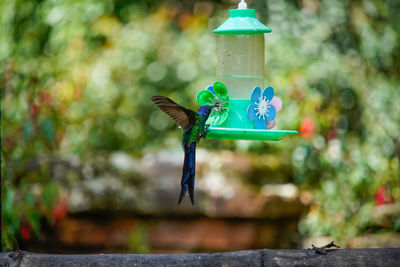 Close-up of bird flying hanging from feeder