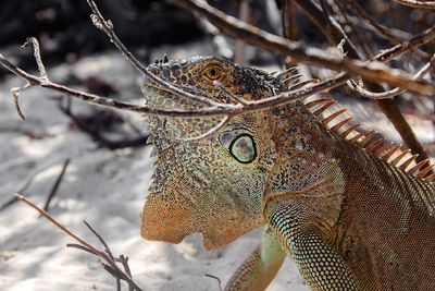 Close-up side view of a reptile against blurred background