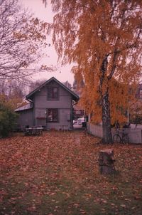 View of a autumn tree