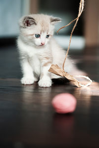 Vertical shot of white cute kitten sadly looks at a toy.