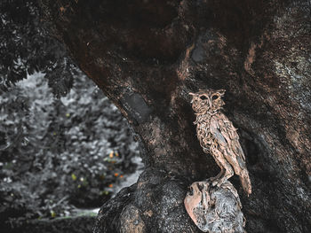 Close-up of lizard on tree trunk