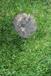 High angle view of plants on field