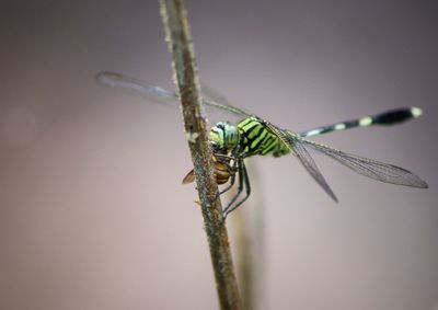 Close-up of insect