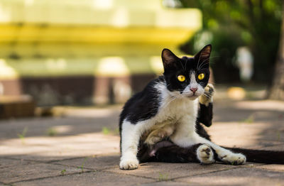 Close-up portrait of cat sitting outdoors