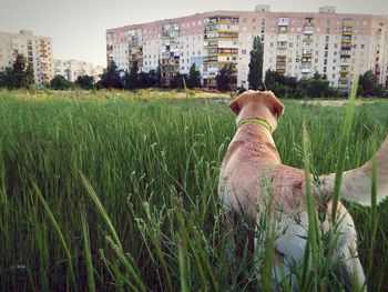 Rear view of dog with mountain in background