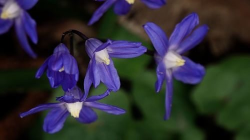 Close-up of purple flowering plant