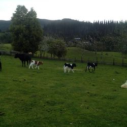 Cows grazing on grassy field