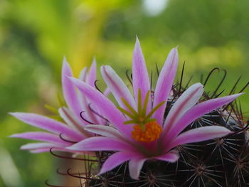 Close-up of pink flower