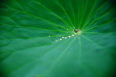 Close-up of green leaf on plant