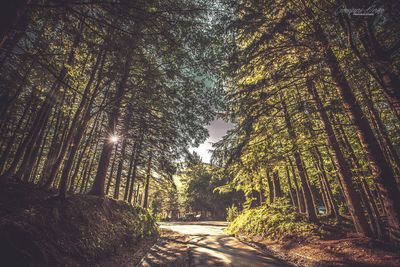 Trees in forest