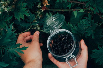 Cropped hands picking blackberries in jar